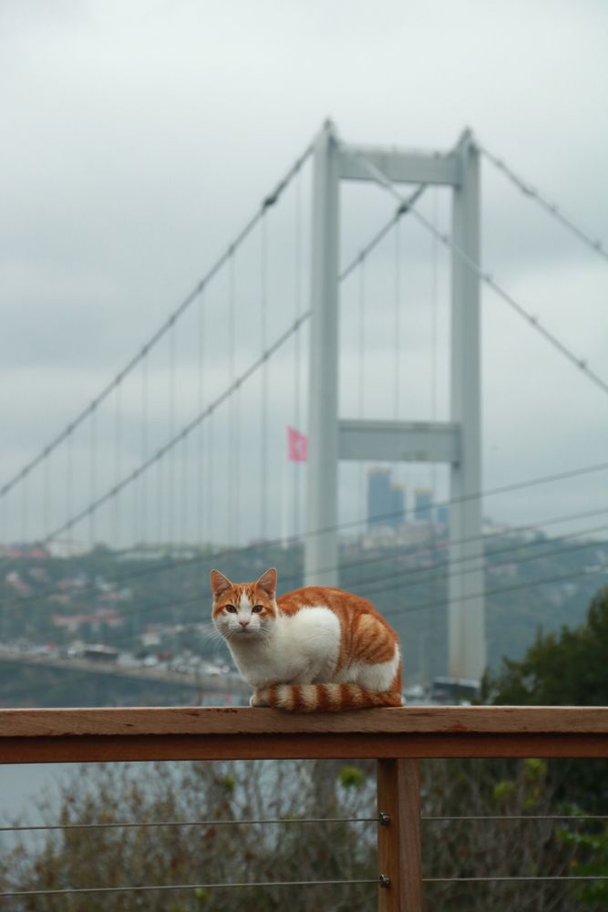 Photo #13391281