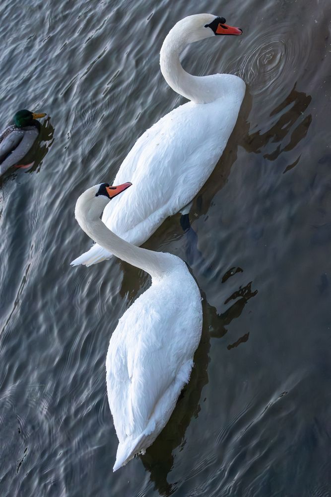 Photograph by Юлия Яковлева