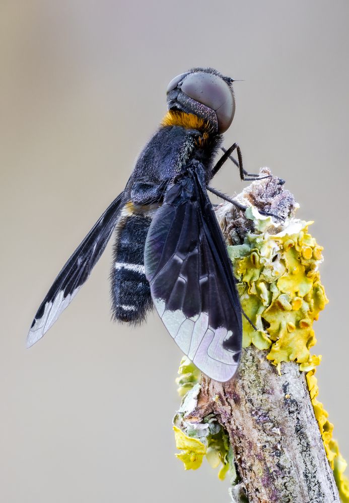 Fly.(Hemipenthes velutina).