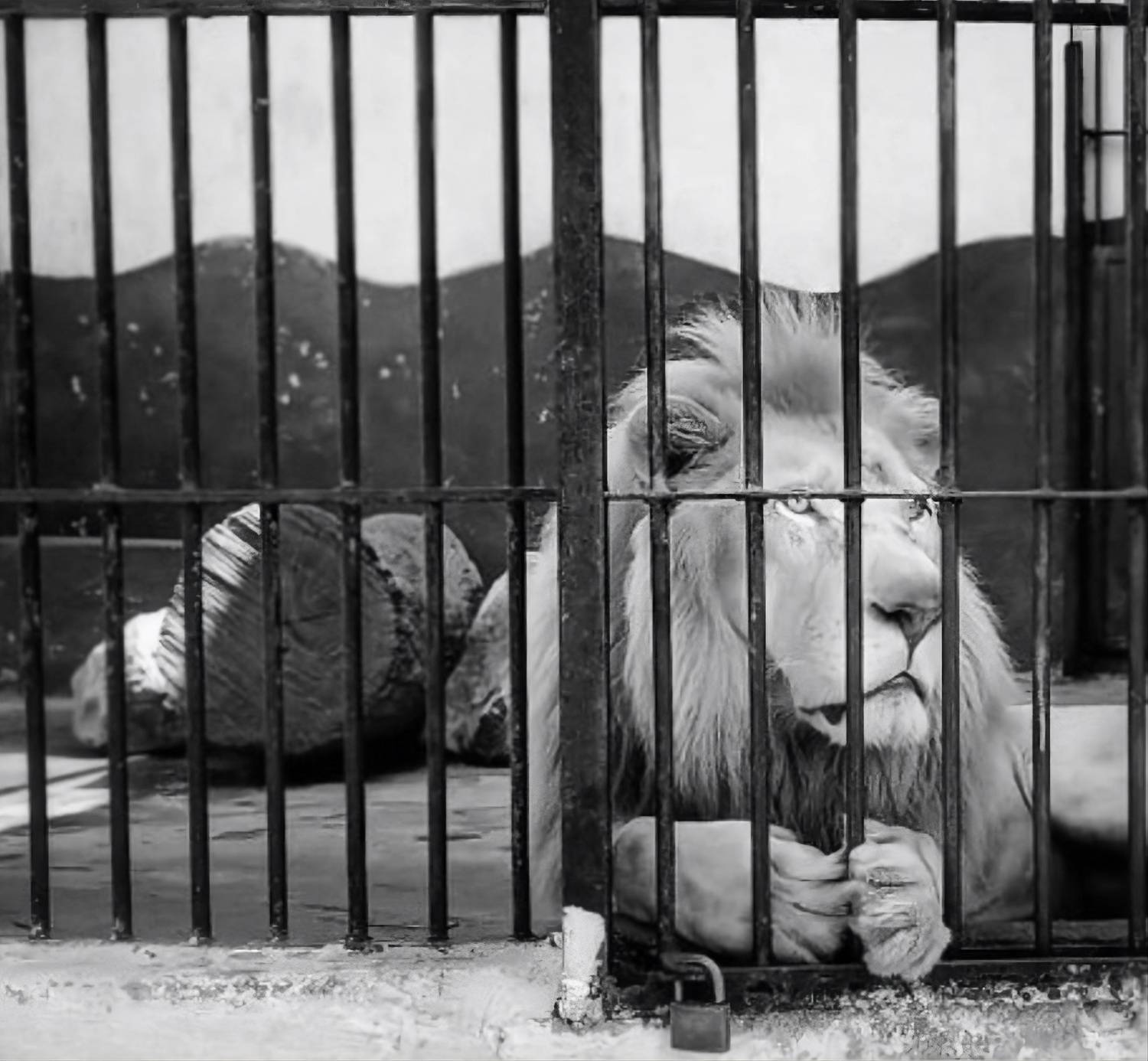 Фотография #13391451