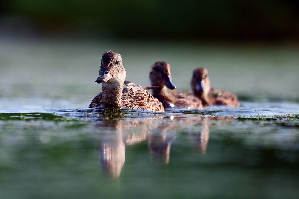 Photograph by Александр Велин