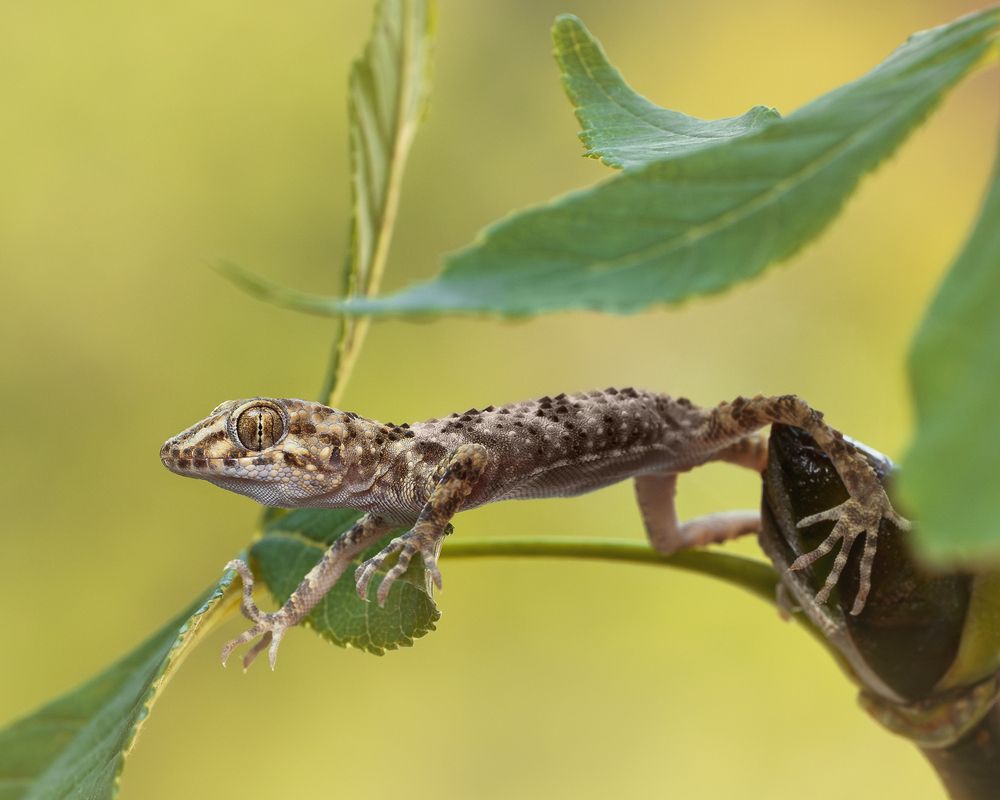 GECKO