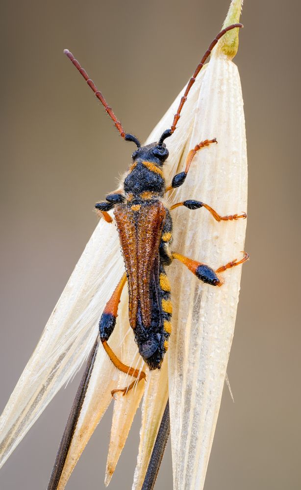 Longhorn beetle.