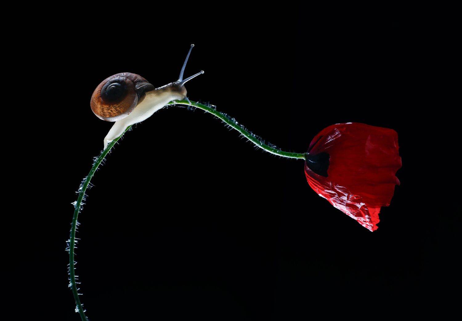 Фотография #13391723