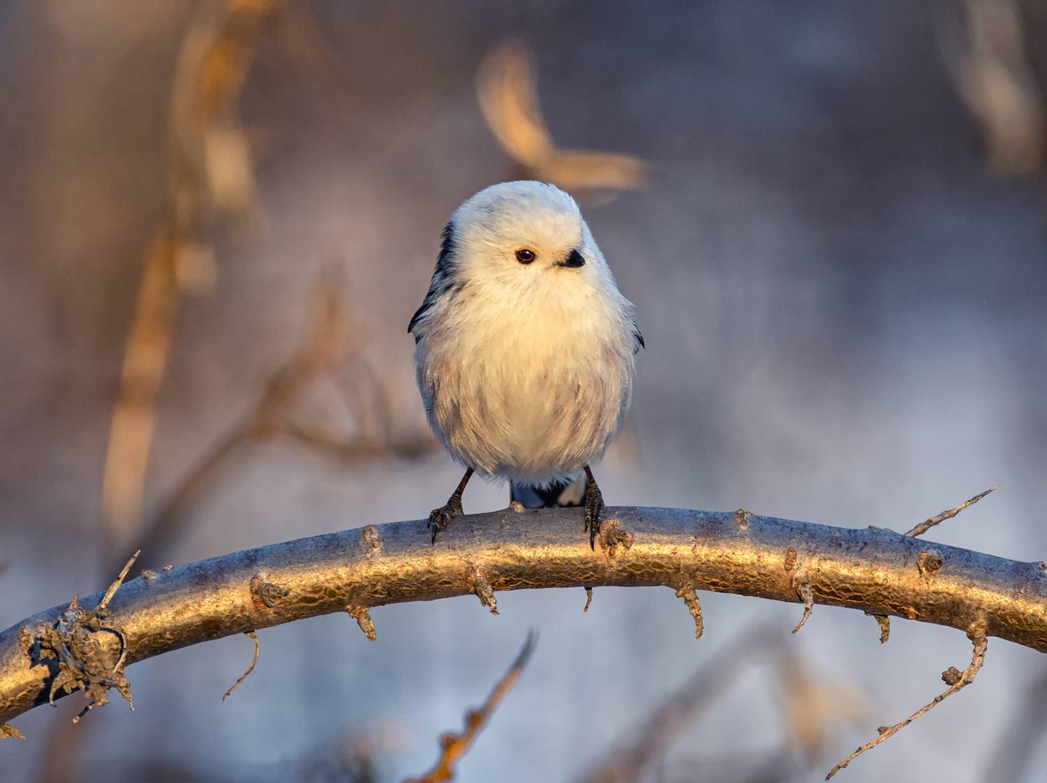 На вечернем солнышке.