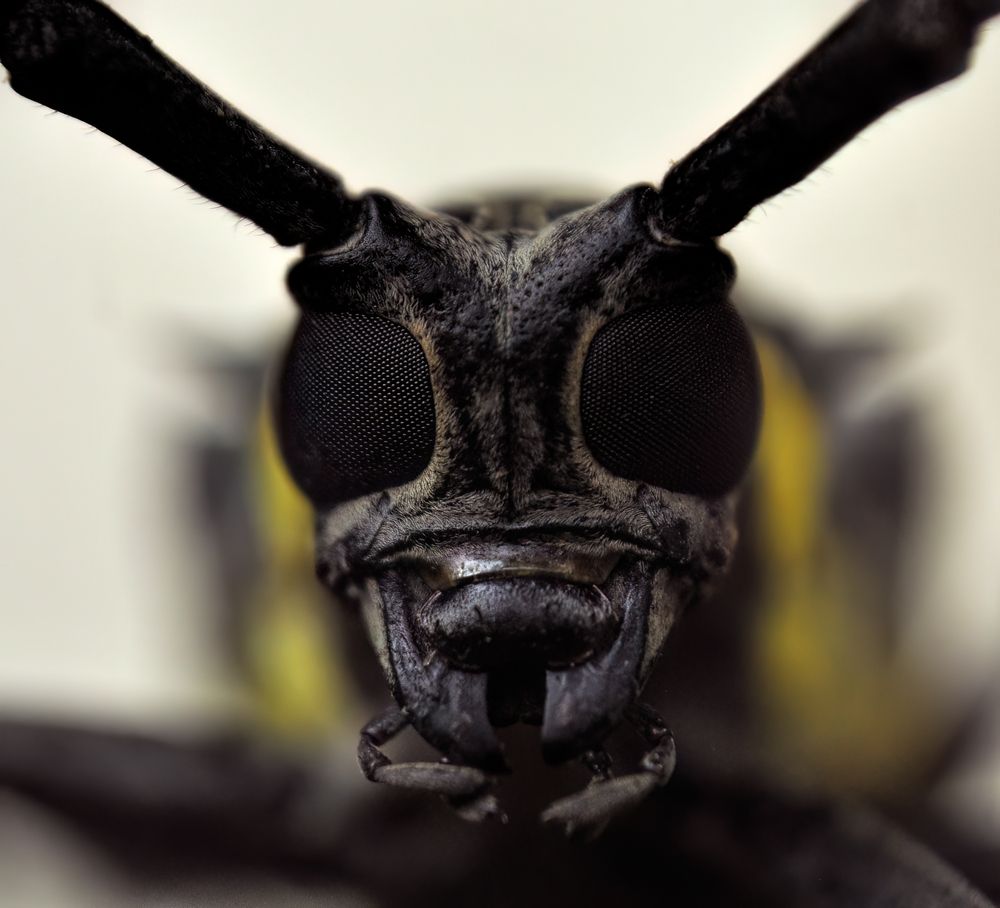 Фотография автора Joko Prayitno