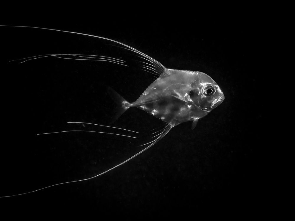 Photograph by Plakida Alexander
