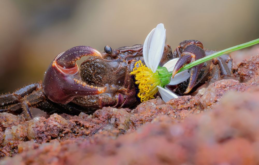 Photograph by Bùi Ngọc Hiếu