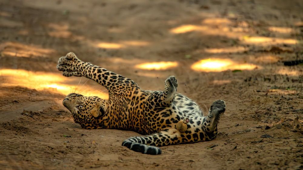 Photograph by Lasith Fernando