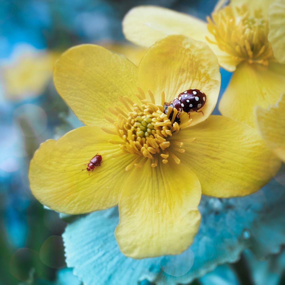 Лесная зарисовка