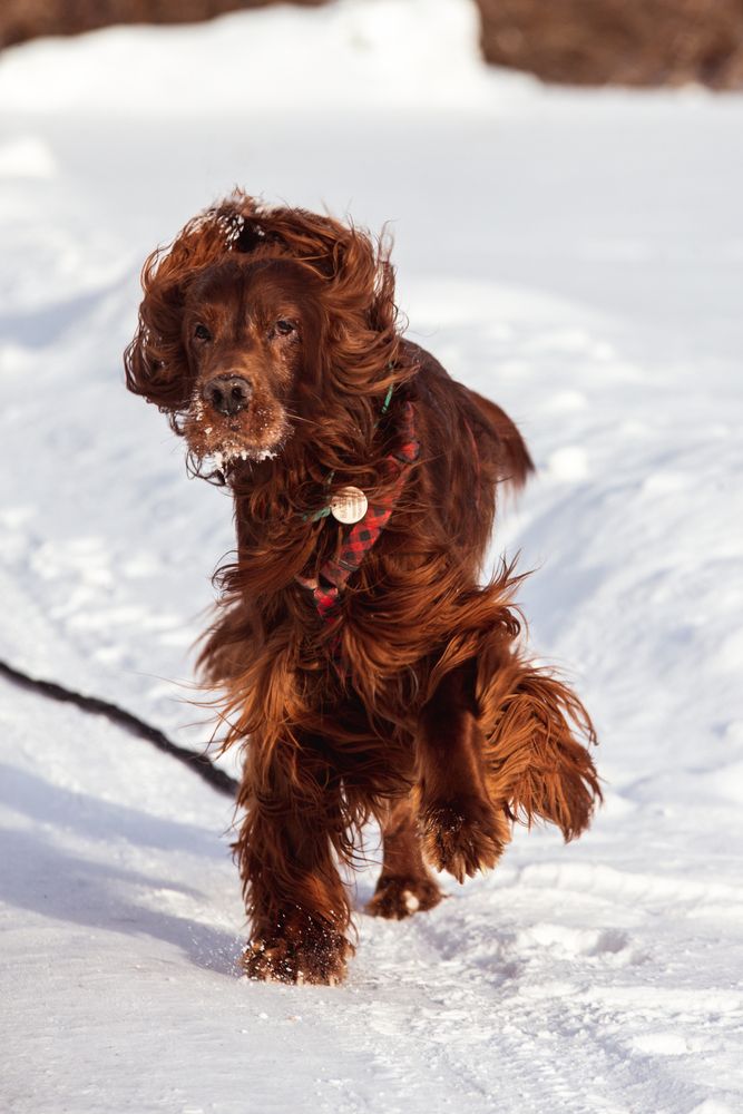 Photo #13392298