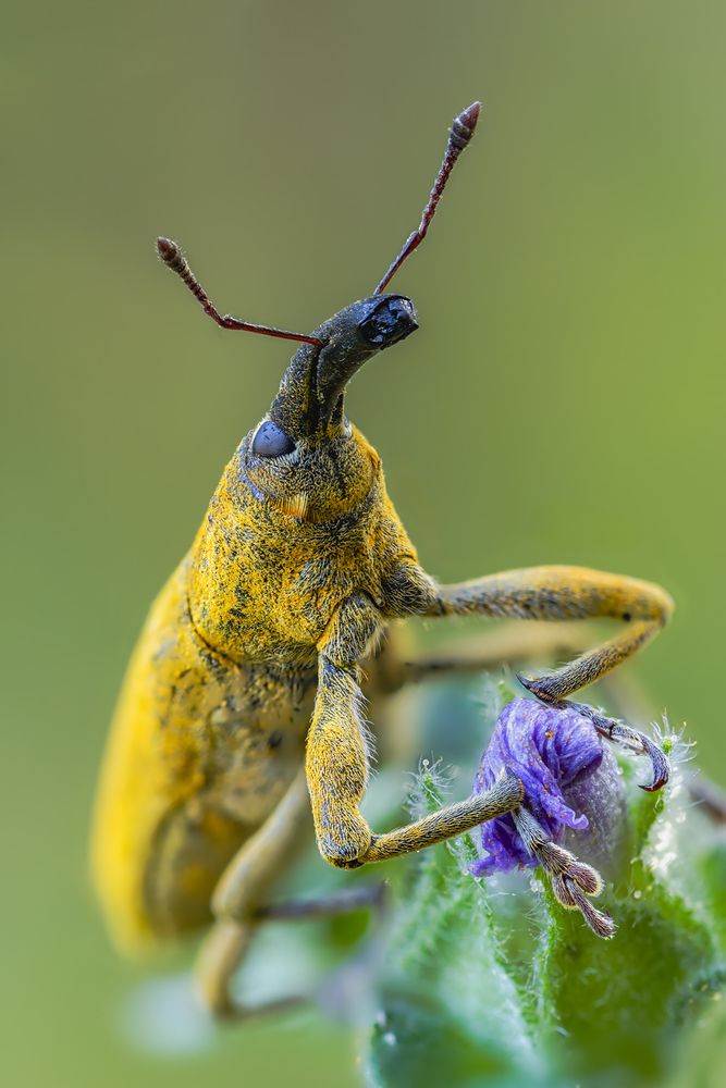 Weevil