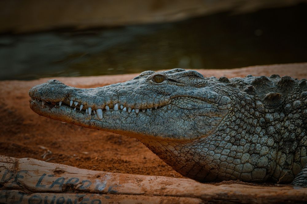 Photograph by Luka Mitrovic