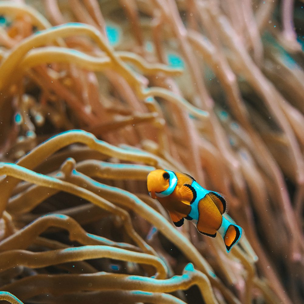 Nemo