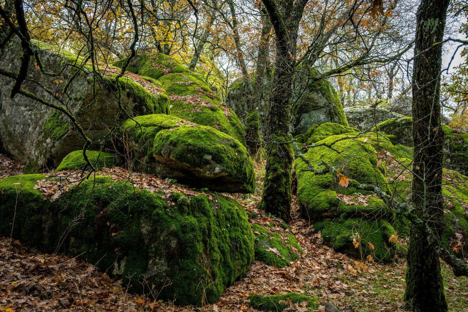 Лесной покой