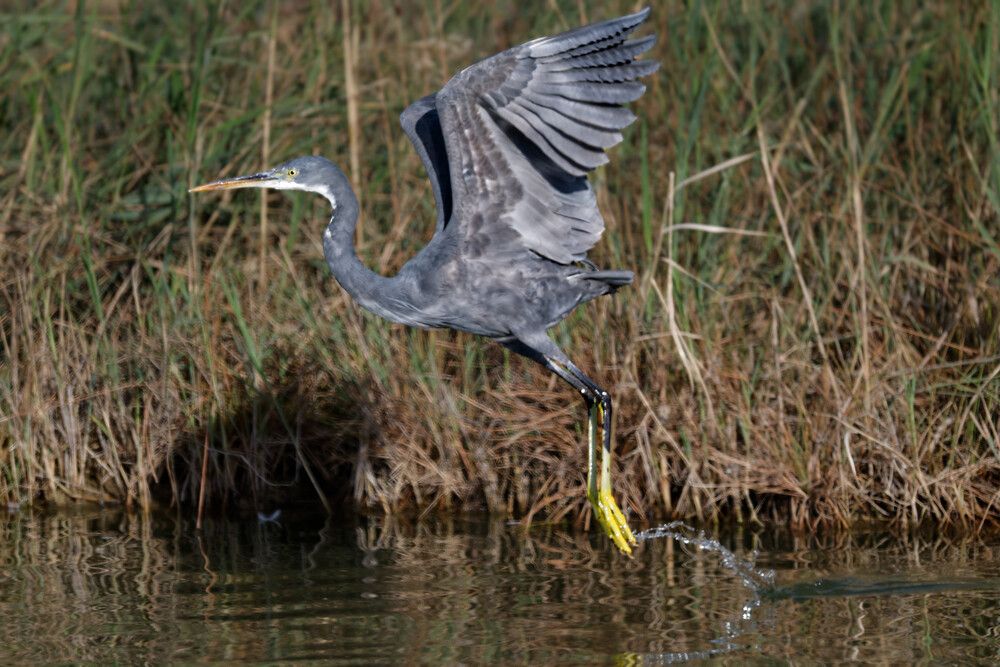 Grey Heron