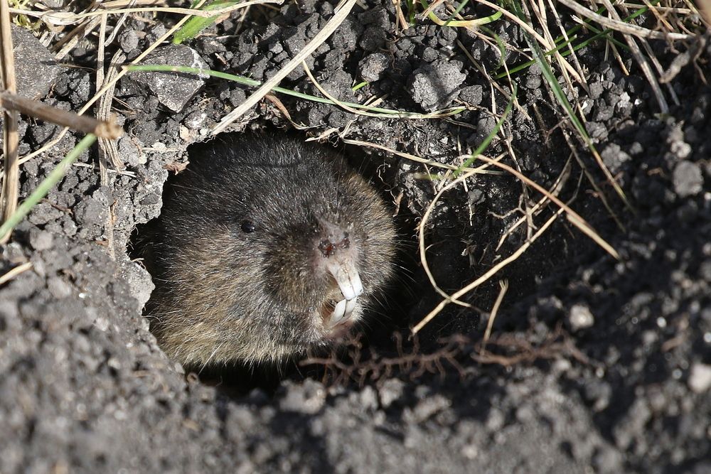 Под землёю, где темно, роет норки он давно.