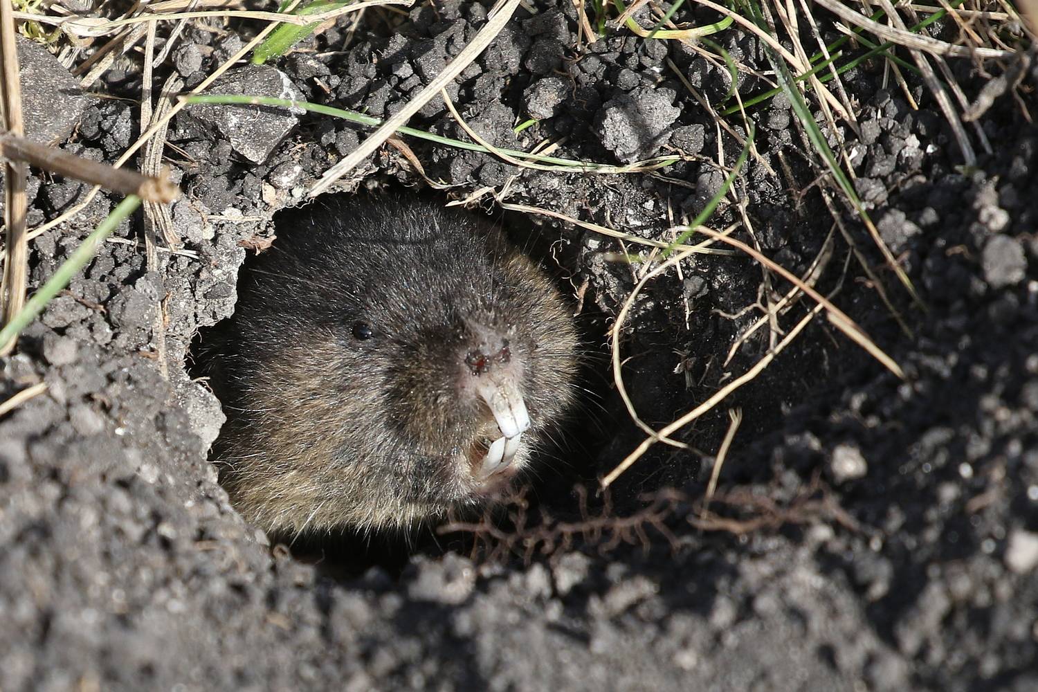 Под землёю, где темно, роет норки он давно.