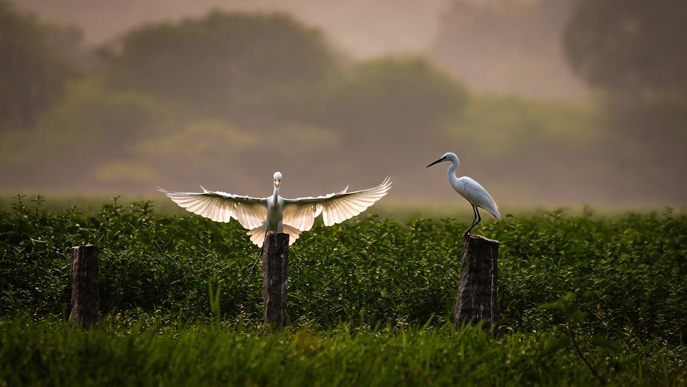 Photograph by Abhishek Pradhan