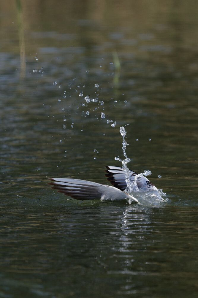 Gull