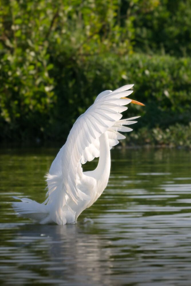 Heron