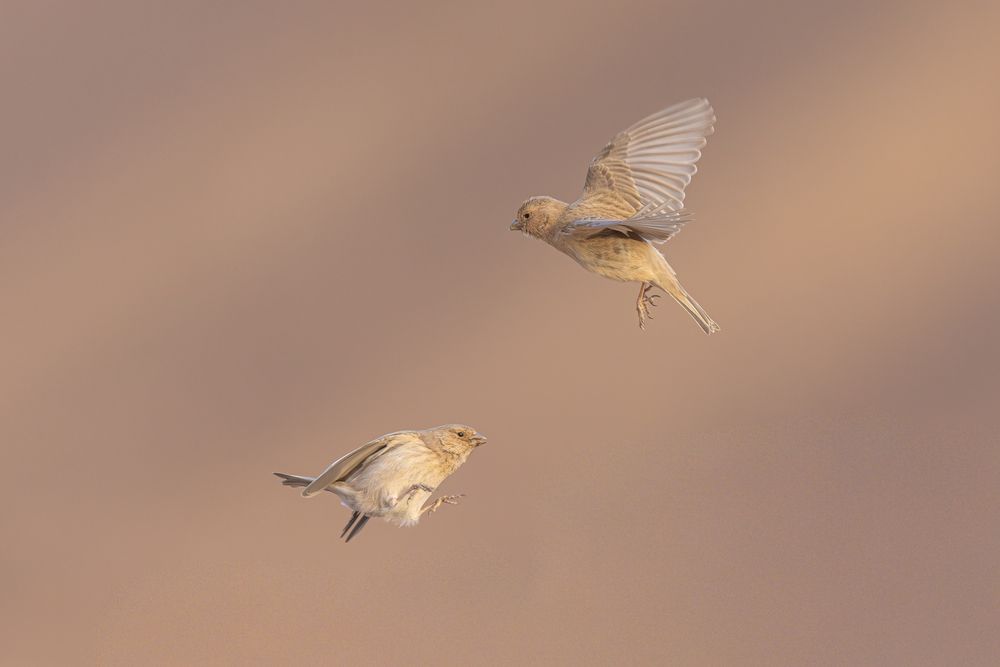 Фотография автора אילן מנשה