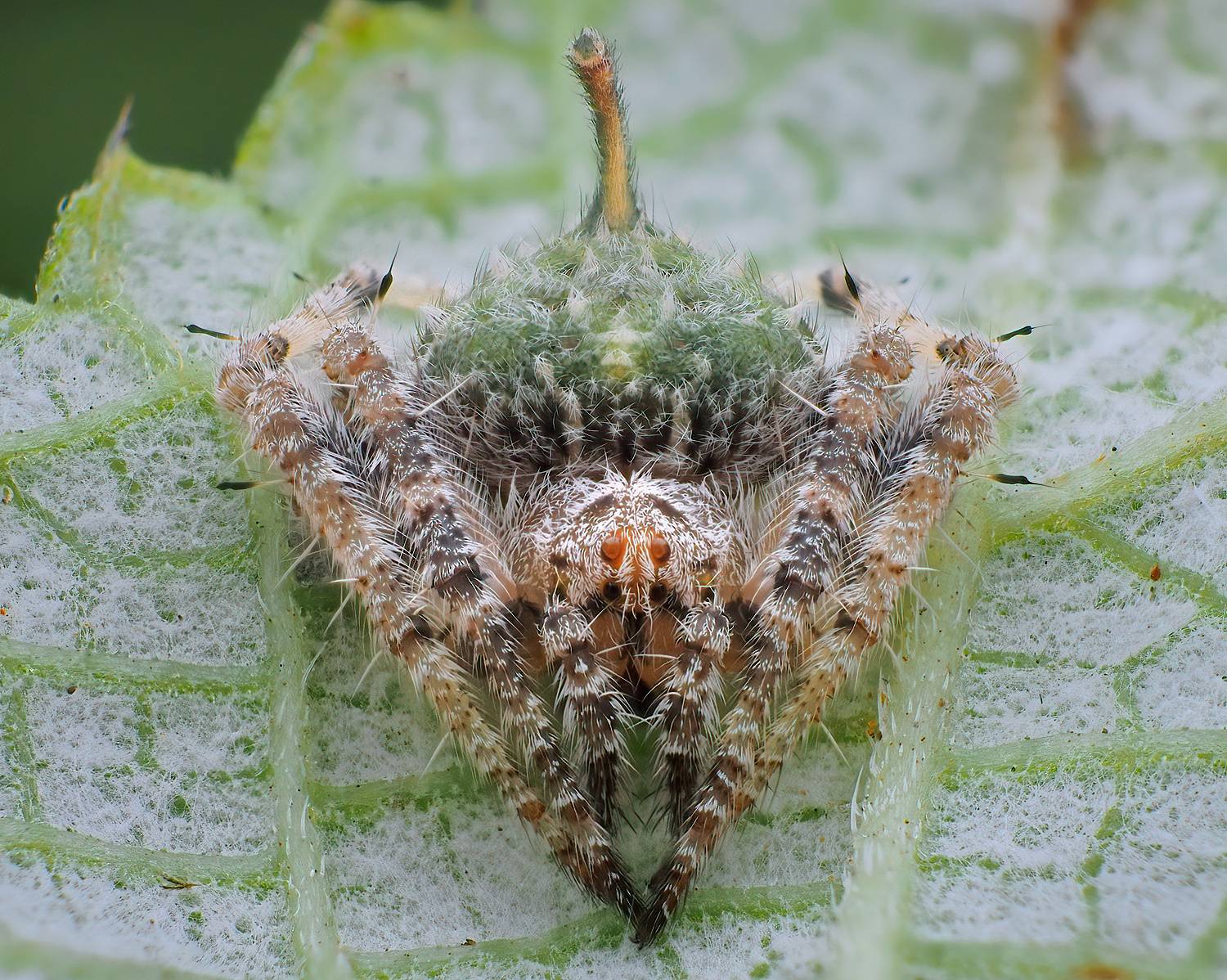 Фотография #13393496