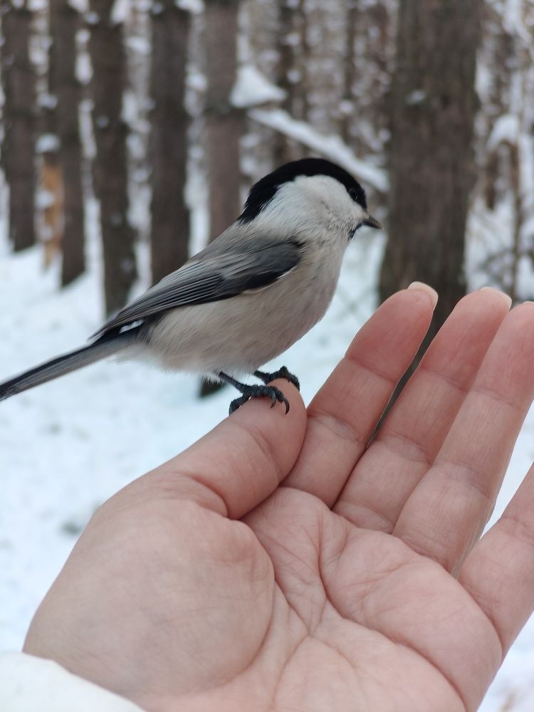 Photograph by Татьяна Фролова