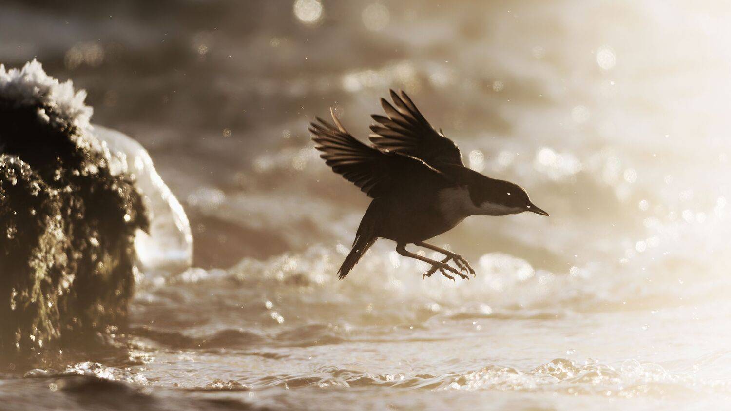 Фотография #13393612