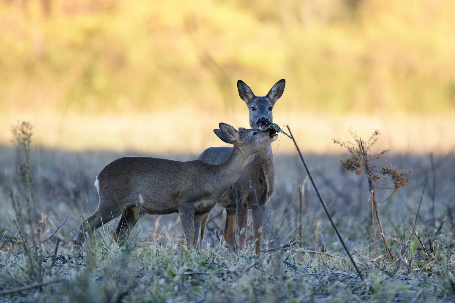 Фотография #13393744