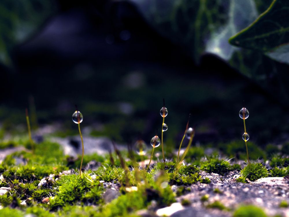 Photograph by Roman Sotnikov