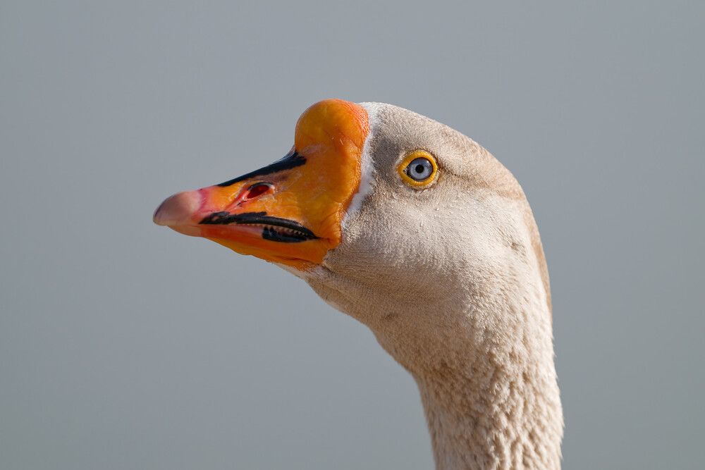 Photograph by Timofey Vlasov