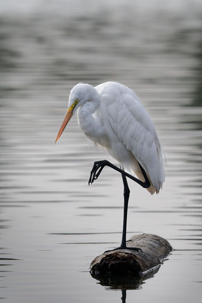 Photograph by Timofey Vlasov