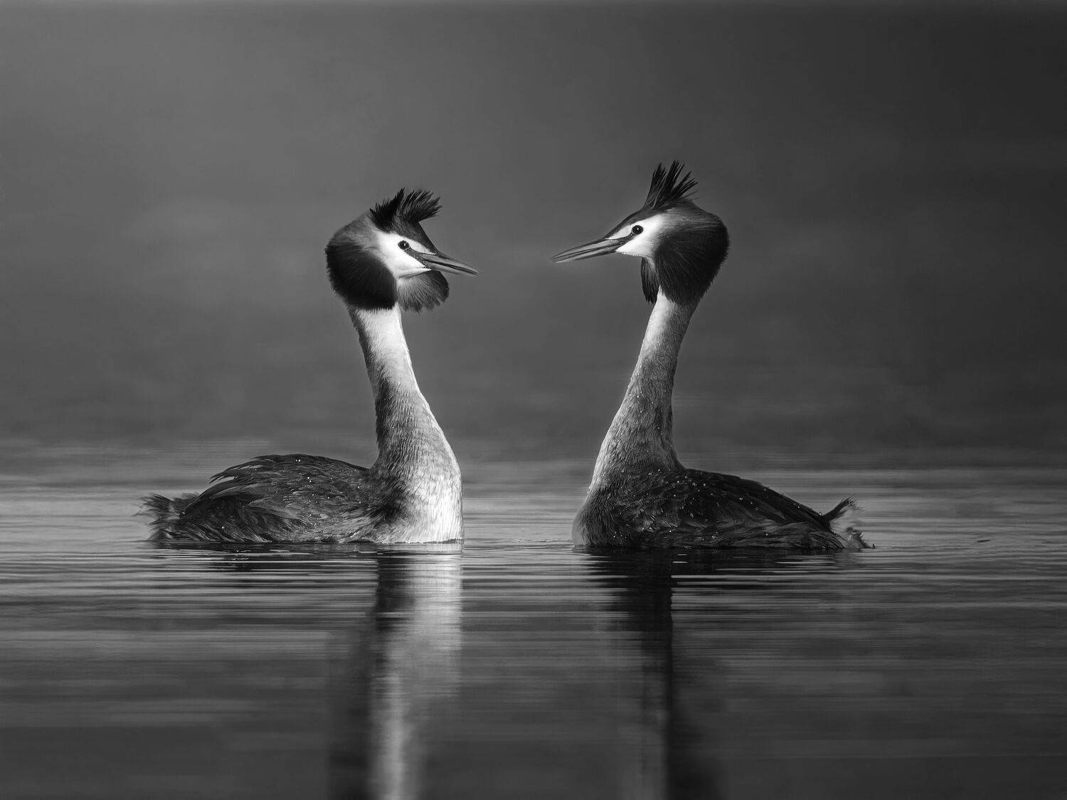 Фотография #13393899