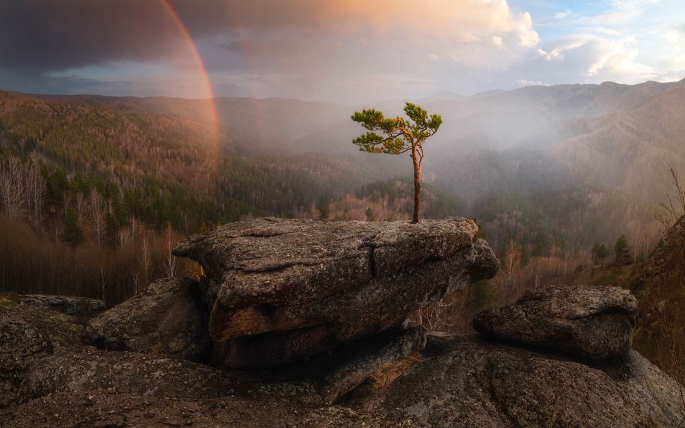 Радуга для одинокой сосны
