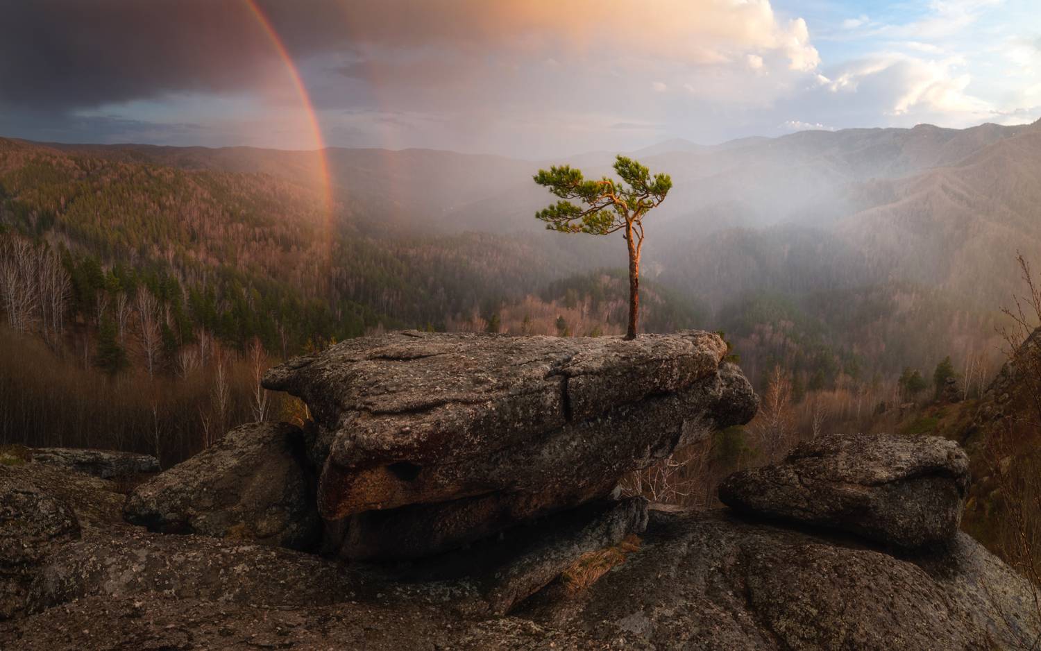 Радуга для одинокой сосны