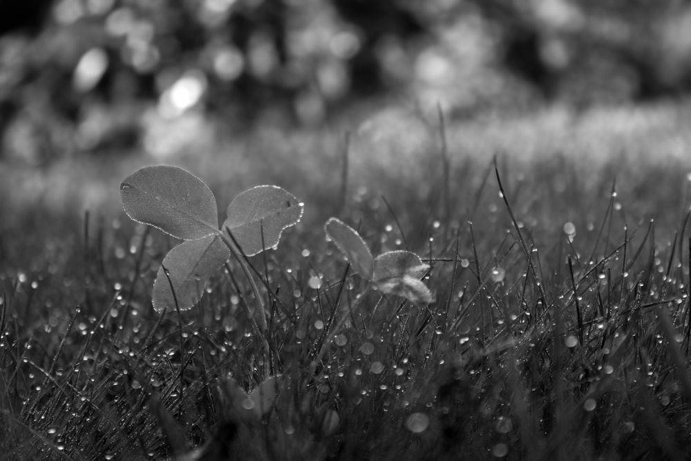 Photograph by Евгения Флиорчук