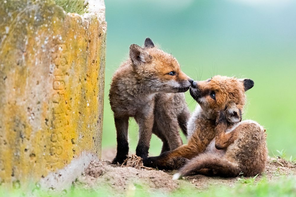 Photograph by Ervin Horesnyik