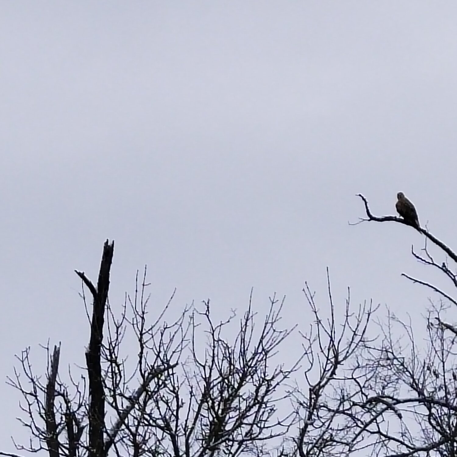 Photo #13394107