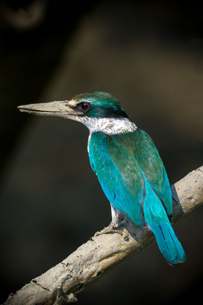 Photograph by ARNAB RAY