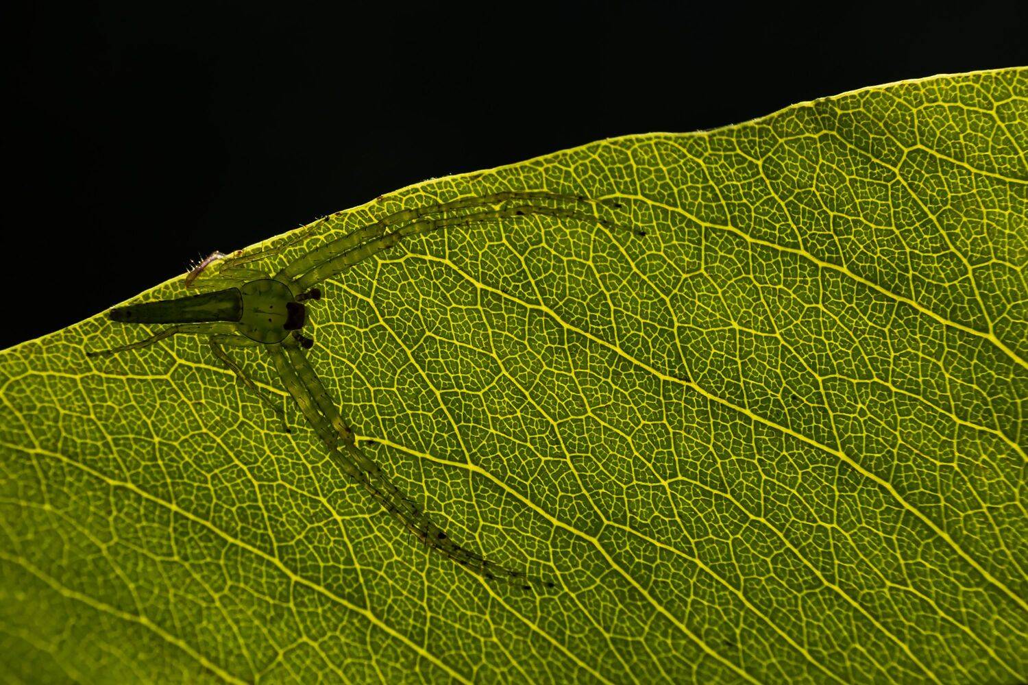 Guardian of the Veins