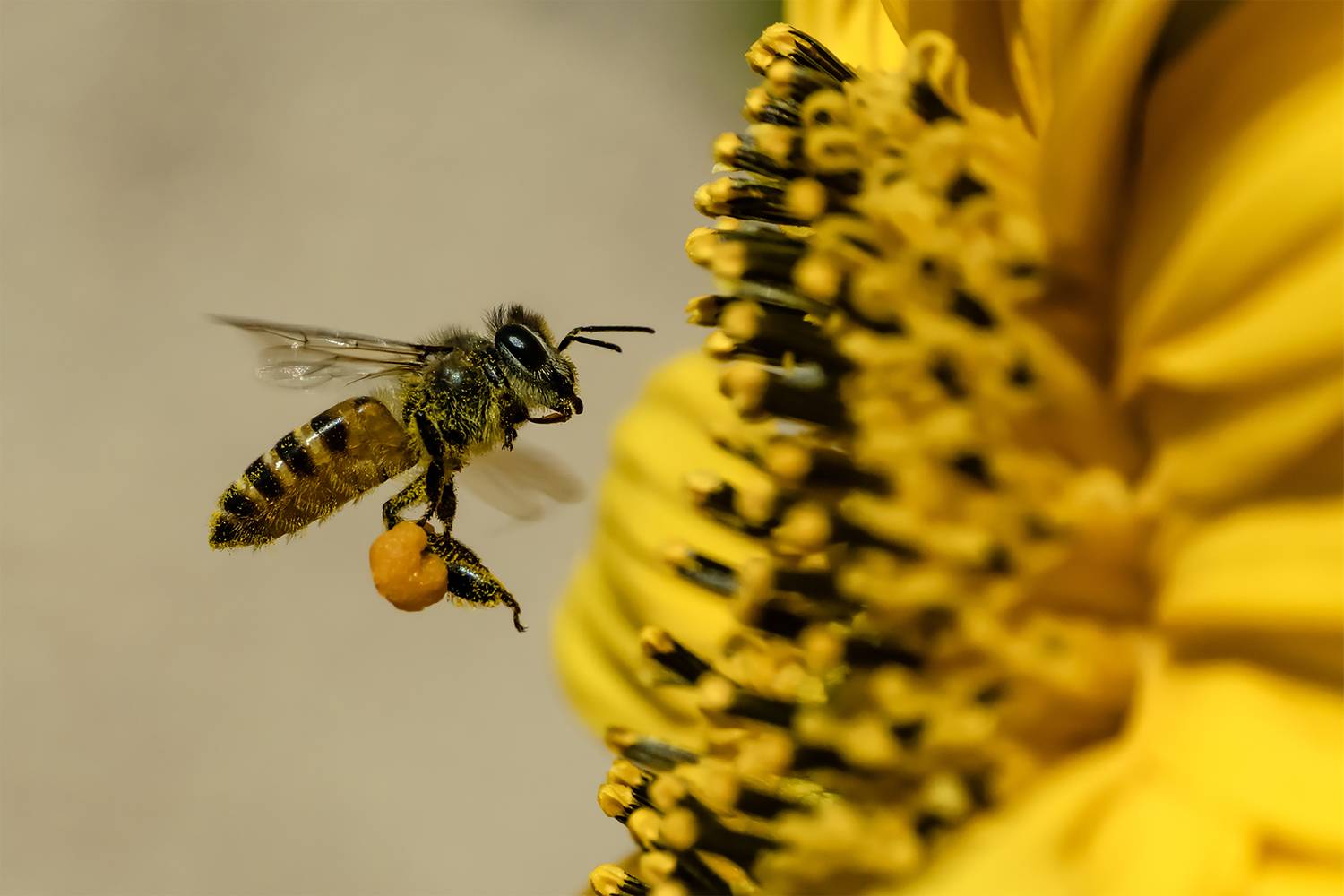 Bearer of the Golden Harvest Bearer of the Golden Harvest
