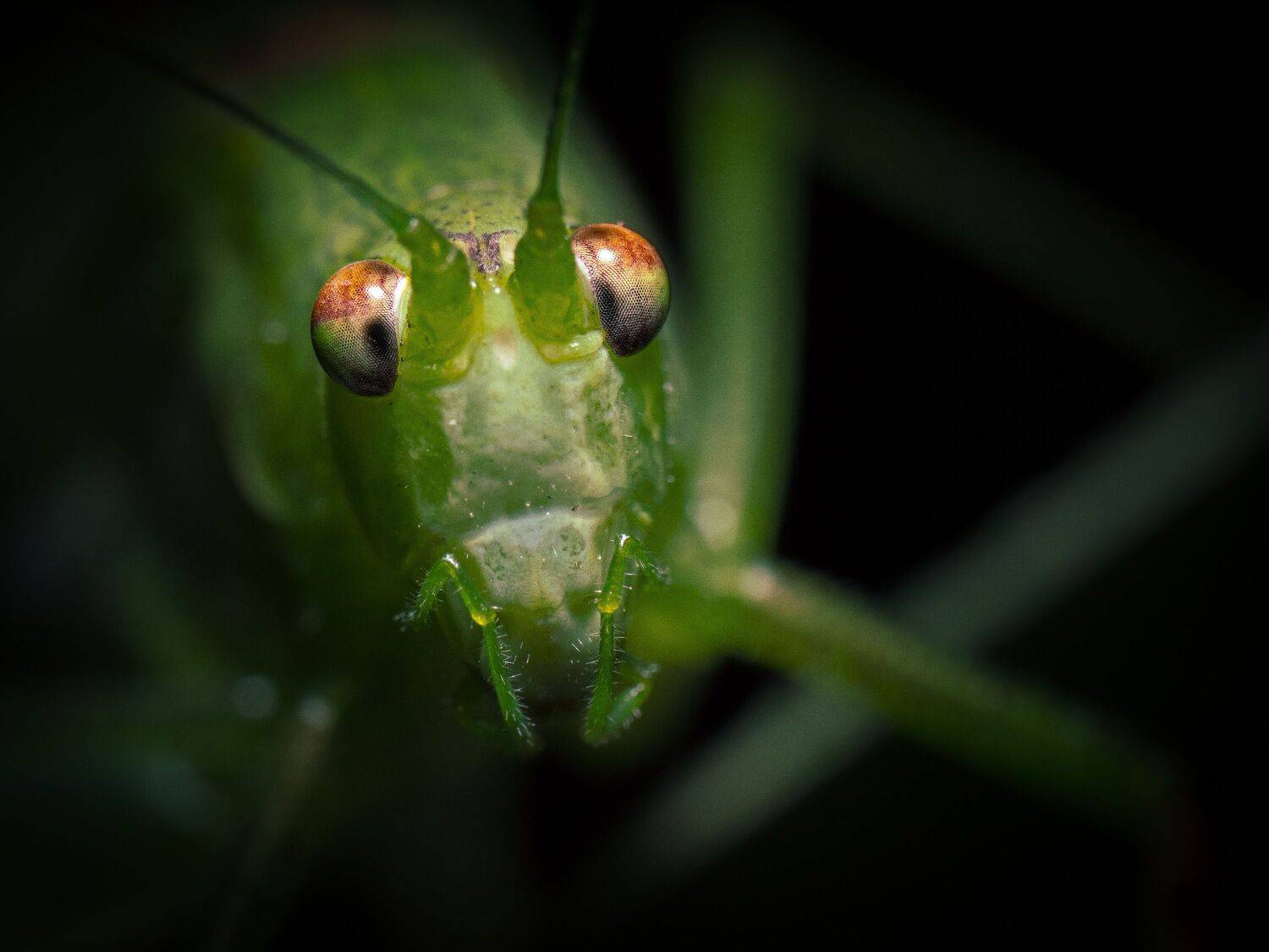 Фотография #13394322