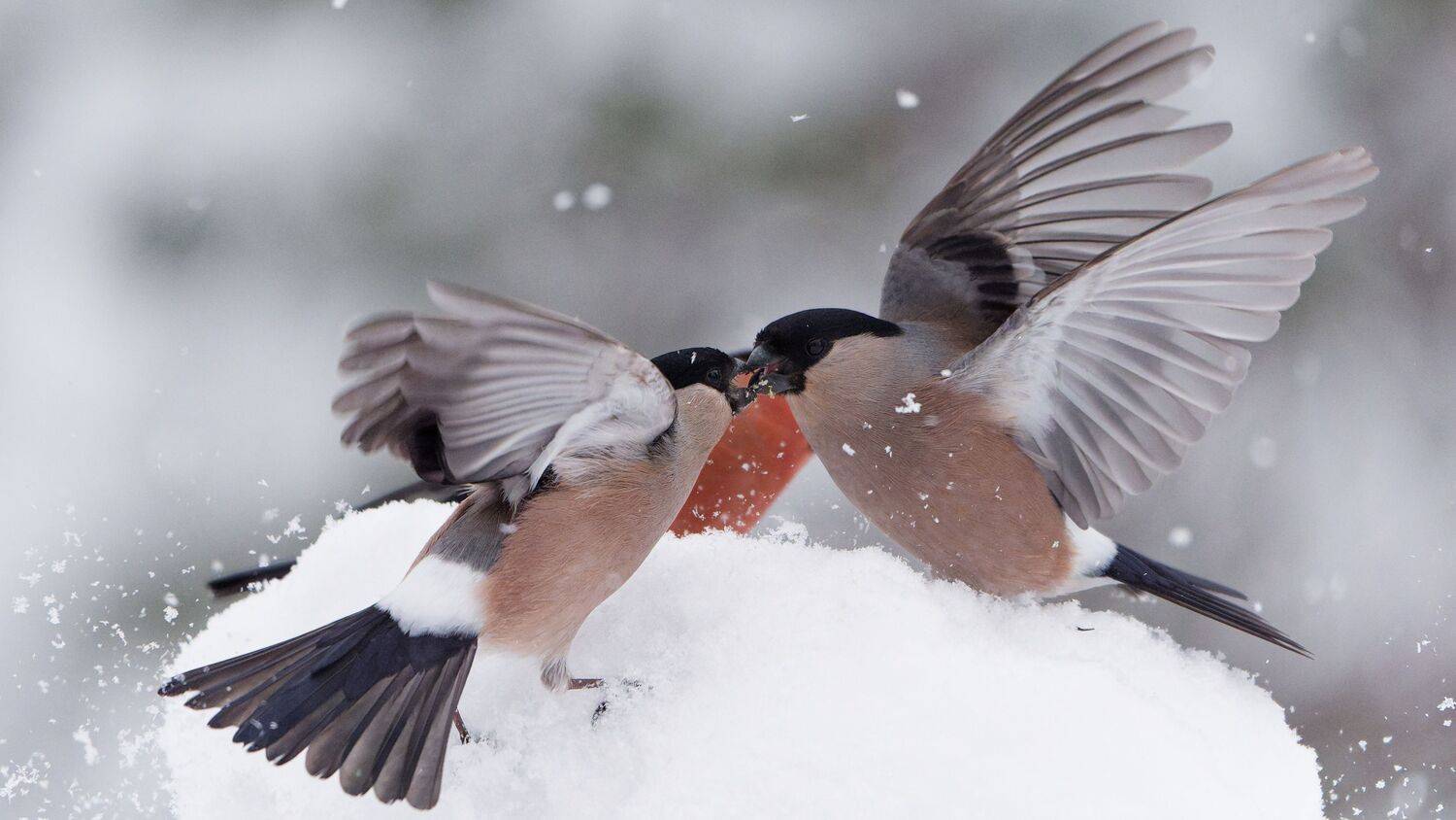 Фотография #13394393