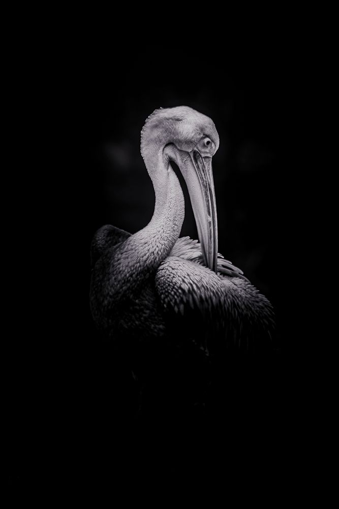 Photograph by Ali Saad