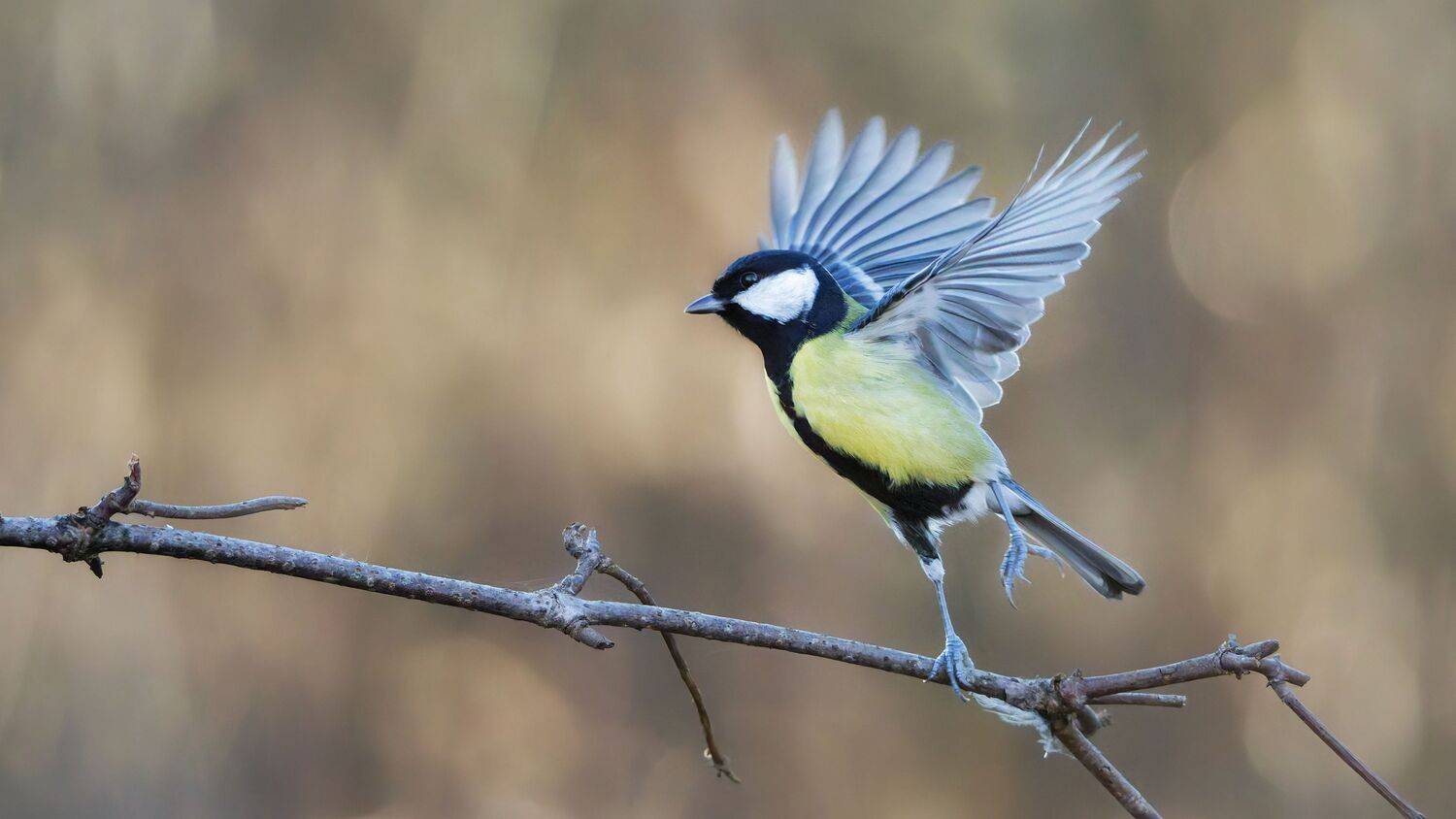 Фотография #13394434