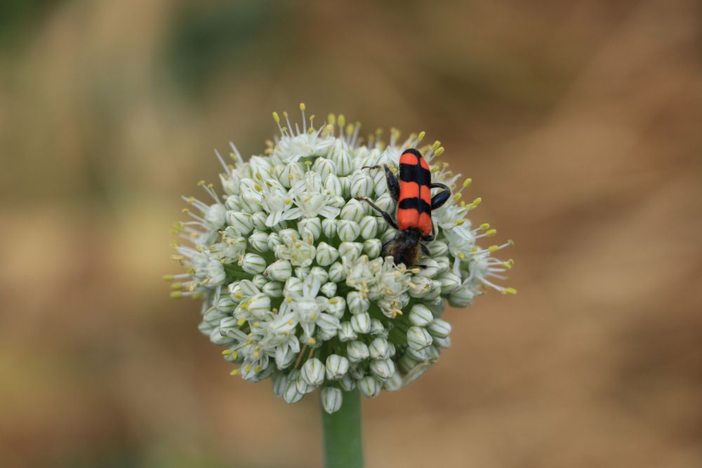 Photograph by Cengiz Yalcin