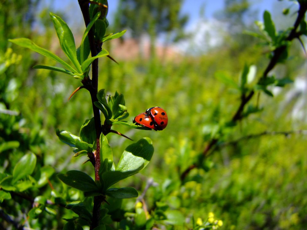 Photograph by Cengiz Yalcin