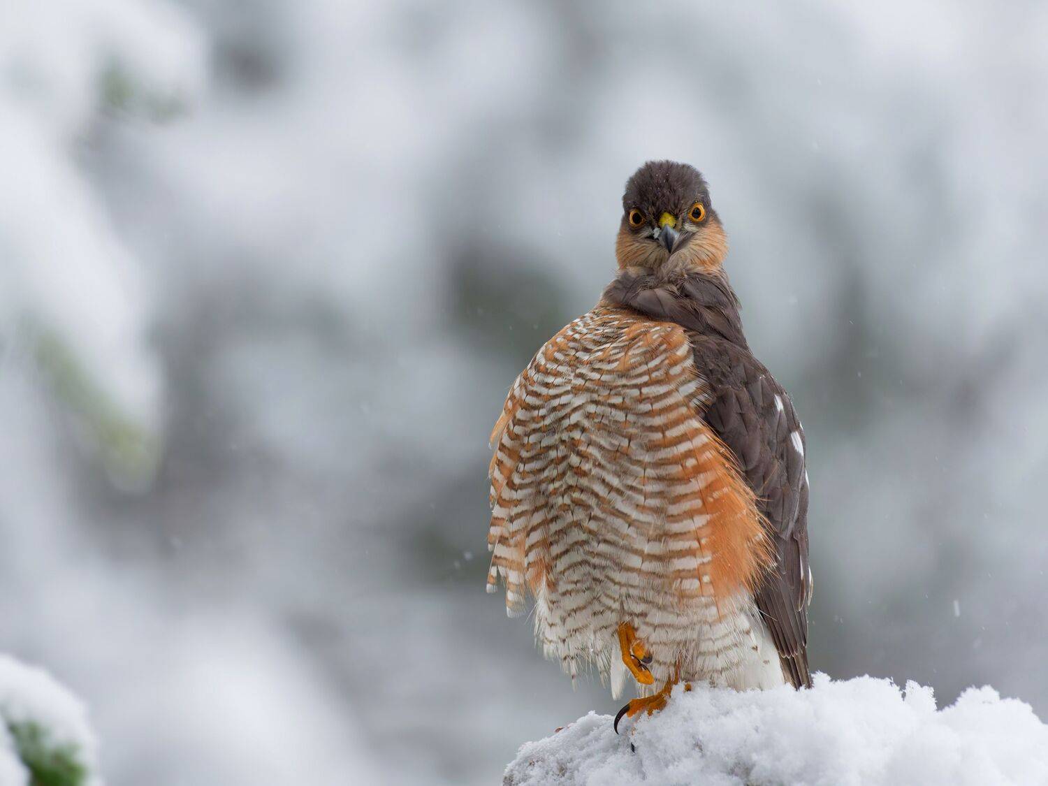 Фотография #13394518