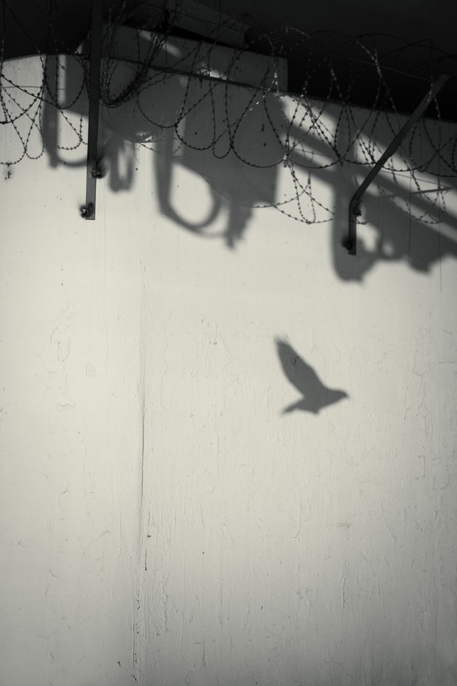 (Free) bird